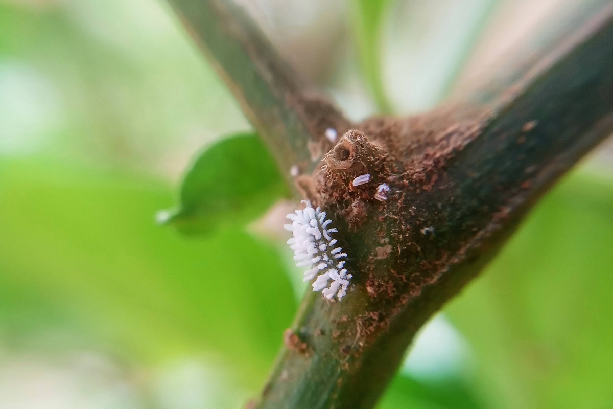 Eliminare Le Cocciniglie Promogiardinaggio