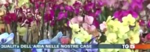 le piante depurano l'aria - promogiardinaggio al tg5 - 8 febbraio 2016