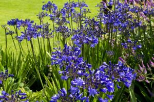Coltivare i bulbi primaverili - Agapanthus