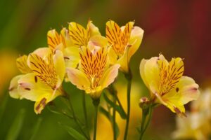 Coltivare i bulbi primaverili - Alstroemeria