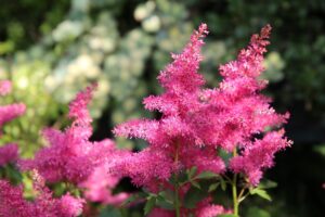 Coltivare i bulbi primaverili - Astilbe