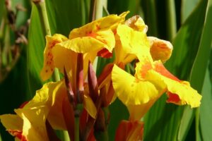 Coltivare i bulbi primaverili - Canna da fiore