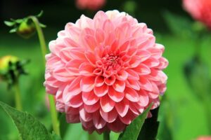 Coltivare i bulbi primaverili - Dalia