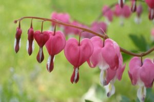 Coltivare i bulbi primaverili - Dicentra spectabilis
