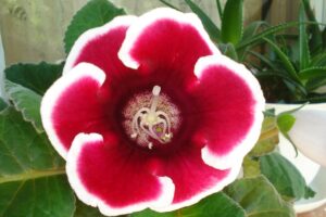 Coltivare i bulbi primaverili - Gloxinia