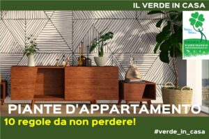 Curare le piante in appartamento