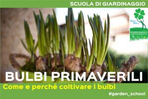 Coltivare i bulbi primaverili
