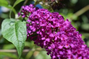 coltivare la Buddleja
