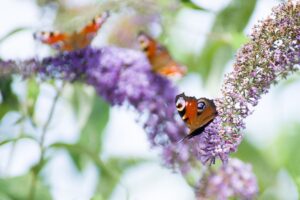 coltivare la Buddleja