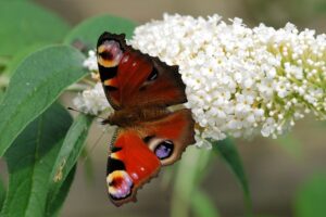 coltivare la Buddleja