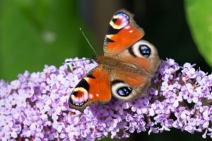 coltivare la Buddleja