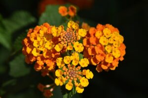 coltivare la Lantana