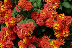 coltivare la Lantana
