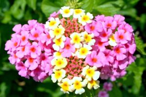 coltivare la Lantana