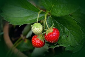 coltivare le Fragole