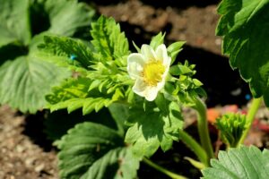 coltivare le Fragole