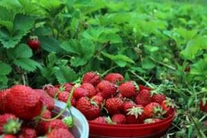coltivare le Fragole