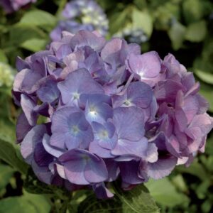 coltivare le ortensie