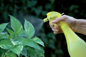 curare le piante in appartamento