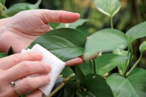 curare le piante in appartamento