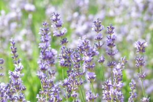 Coltivare la Lavanda
