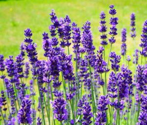 Coltivare la Lavanda - Lavandula angustifolia