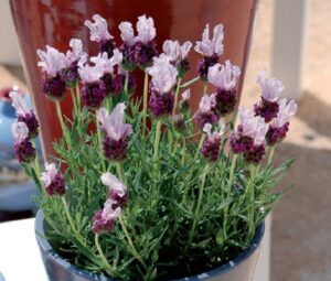 Coltivare la Lavanda - Lavandula stoechas