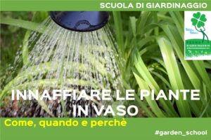 Innaffiare le piante in vaso