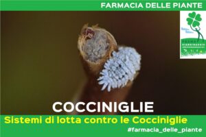 Lotta contro le Cocciniglie