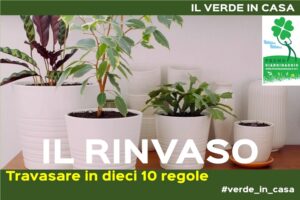 rinvaso delle piante da appartamento