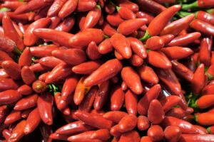 coltivare i Peperoncini - Paprica