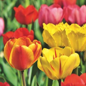 coltivare i Tulipani