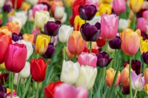 coltivare i Tulipani