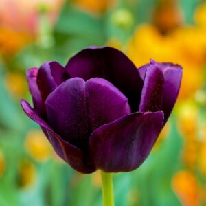 coltivare i Tulipani