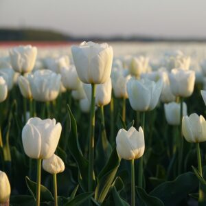 coltivare i Tulipani