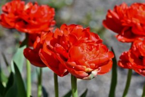 coltivare i Tulipani - Tulipani doppi
