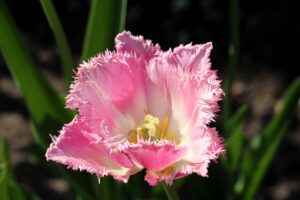 coltivare i Tulipani - Tulipani frangiati