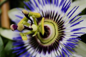 coltivare la Passiflora