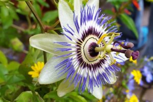 oltivare la Passiflora