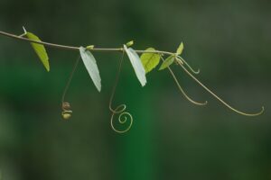 coltivare la Passiflora