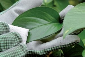 lotta contro le Cocciniglie