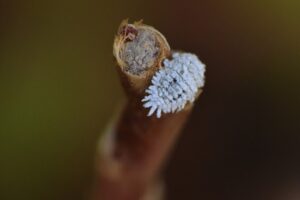 lotta contro le Cocciniglie
