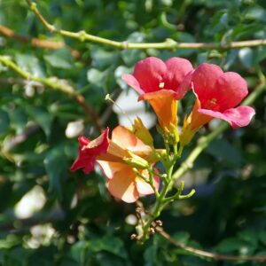 Piante-rampicanti-per-il-terrazzo-Bignonia