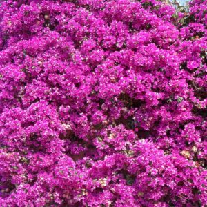Piante-rampicanti-per-il-terrazzo-Bougainvillea