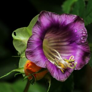 Piante-rampicanti-per-il-terrazzo-Cobea-scandens