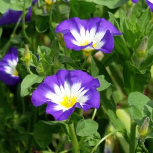 Piante-rampicanti-per-il-terrazzo-Convolvulus-tricolor
