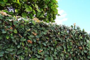 Piante rampicanti per il terrazzo - Ficus pumila
