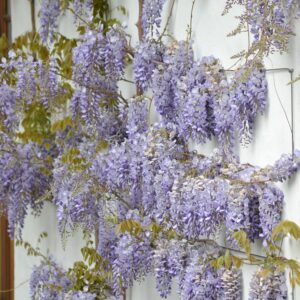 Piante-rampicanti-per-il-terrazzo-Glicine