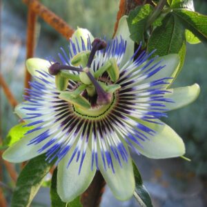 Piante-rampicanti-per-il-terrazzo-Passiflora-caerulea