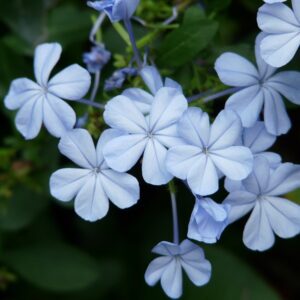 Piante rampicanti per il terrazzo - Plumbago capensis